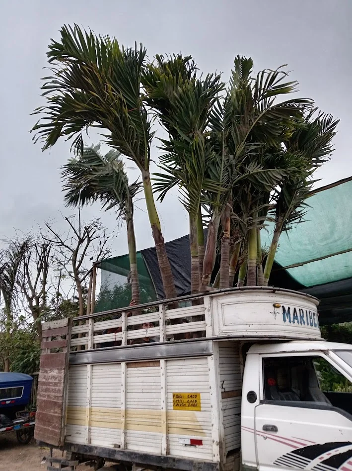Palmeras de gran tamaño preparadas para traslado
