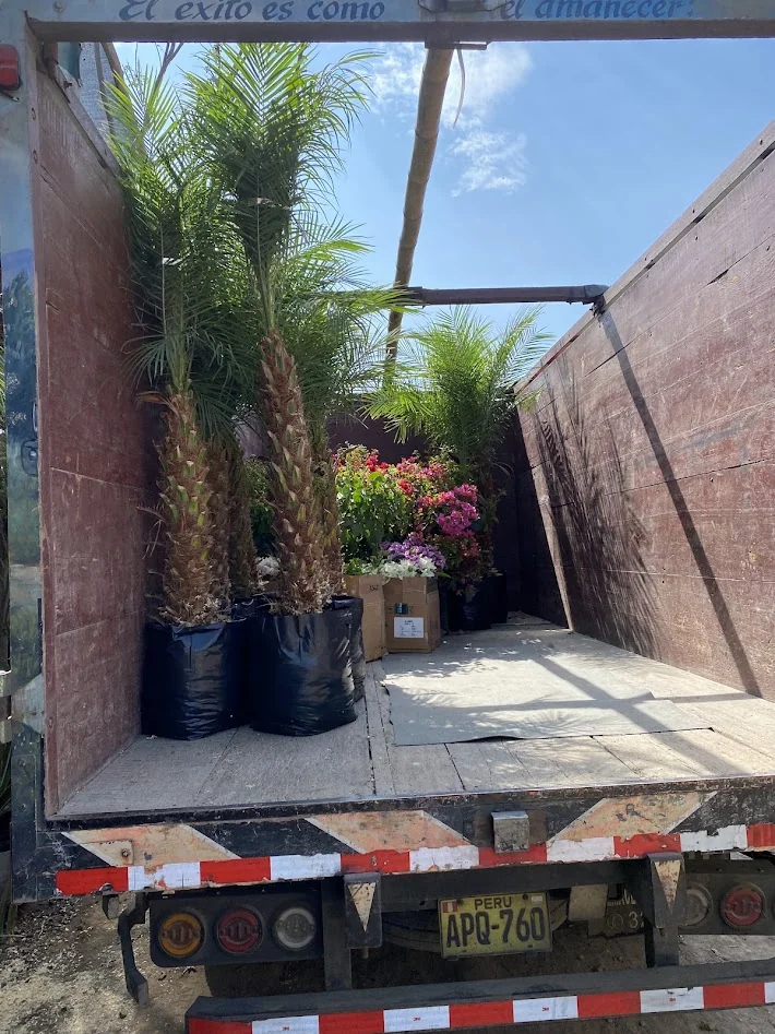 Pedido de palmeras y plantas ornamentales durante su traslado